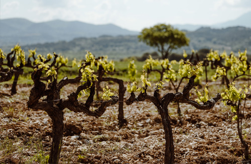 Vinsio au coeur de la Vallée du Rhône